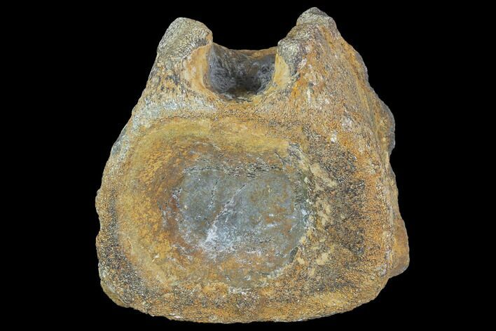 Plesiosaur (Colymbosaurus) Vertebra - England #97723